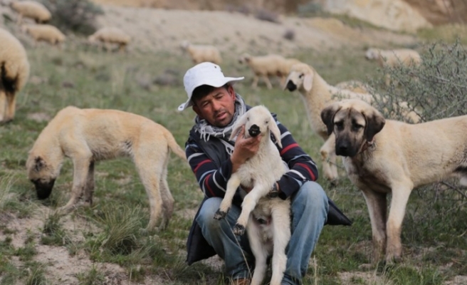 Sürüler Afganistanlı çobanlara emanet