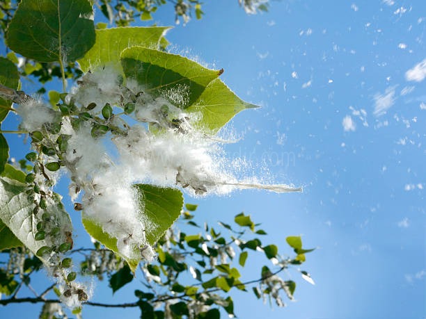 Havada uçuşan kavak ağacı pamuğu sizi rahatsız ediyor mu?